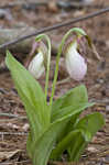 Pink lady's slipper <BR>Moccasin flower